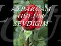 AY PARCAM GÜLÜM... Videoyu Görüntüle