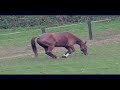 Entrenamiento del Caballo: &iexcl;Pectorales!!!