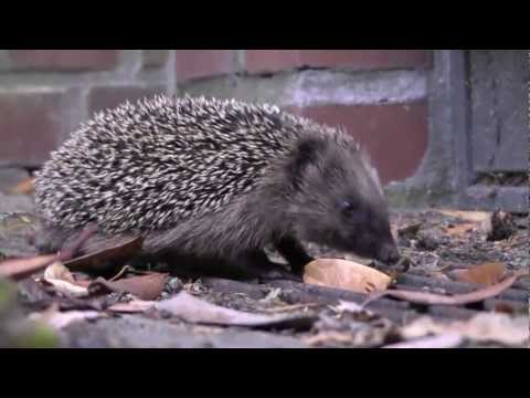 Igel - Hier ist der Igel Film nochmal, jetzt sogar in HD-Qualität!!! Bald folgt ein neues Igel-Video!!! ©2011 Daniel Bendig - All rights reserved.