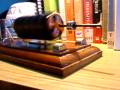 Mendocino levitating motor by Carpy.t  (perpetum solaris)   :-)