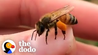 This Woman Loves To Hang Out With The Rescued Bees That Live In Her Backyard | The Dodo Heroes by The Dodo