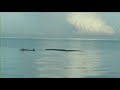 Dolphin chasing Lovina Beach north Bali