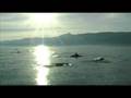 Dolphin chasing Lovina Beach north Bali
