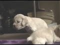 cocker spaniel 3 weeks old cocker spaniel 3 weeks old