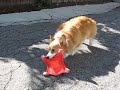 kaley corgi hogs the frisbee