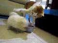 PUPPY VS CAT :)
