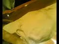 firon body -Athar Nadeem firon body -Athar Nadeem