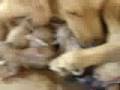 Parto de perra Golden Retriever 