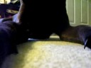 Random video