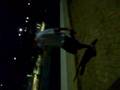 Surfer s Paradise Australia 2007 Thibaut
