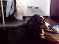 Boyero de Berna video