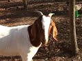 Barnyard Afternoons: Roosters and Hens