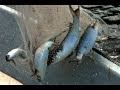 Capt Jeff Show - HOGLEGGIN' PART 4 tarpon fishing