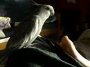 Cockatiel Foot Fetish LOL Cockatiel Foot Fetish LOL