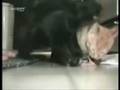 videos de Re: sdfgsdg