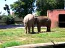 Elefante =D Elefante =D