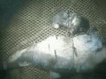 Il primo osservatorio web subacqueo
