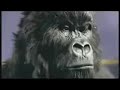 Dair Milk Chocolate: Comercial do Drumming Gorilla