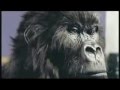Dair Milk Chocolate: Comercial do Drumming Gorilla