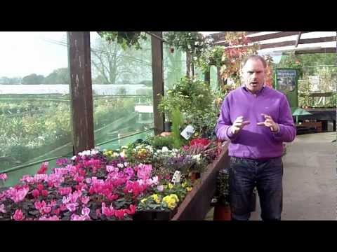how to fertilize cyclamen