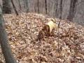 Ciao Ciao Sharpei deer tracking