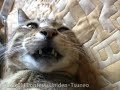 ばんざいにゃんこ♪ filmo CMコンテスト Tsuneo