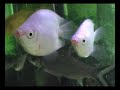 akwarium-magdy-b.html