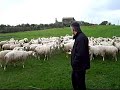 sardegna solarussa  san gregorio magno  metà xii 