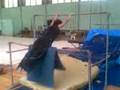 videos de danilov efi pucv