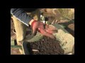 Dig Hungate: organic finds and water table levels (10/13)