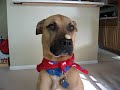 The best dog trick ever! The best dog trick ever!