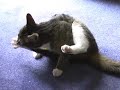 Obsessive Compulsive Cat Obsessive Compulsive Cat