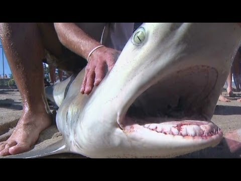 How to stop a shark bite from being deadly