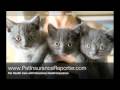 Why You Need Veterinary pet Insurance