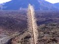 Tenerife - Teleferico del Teide