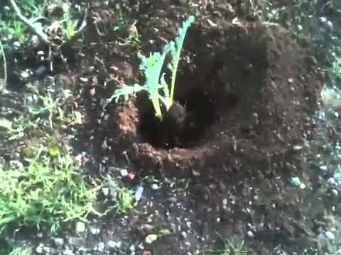 how to transplant jerusalem artichoke