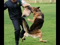 Preview video <strong>GERMAN SHEPHERD TRIBUTE </strong>
