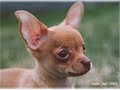 chiwawa chiwawa