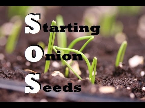 how to grow onions indoors