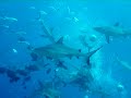 Shark feed, Osprey Reef, N. Coral Sea, Australia