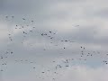 Sandhill Cranes