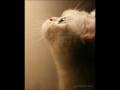 2lbi w sho bdi elo.wmv