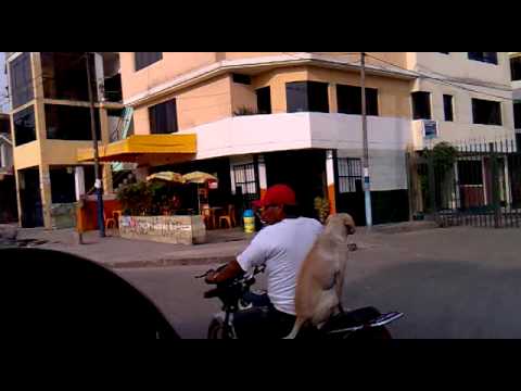 VIDEO: un motociclista al volante llevó a su perro de forma peligrosa