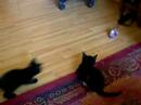 Boots and Mogg Playing