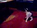 djuro cat rambo