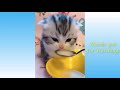 Cute Pets Animals Compilation
