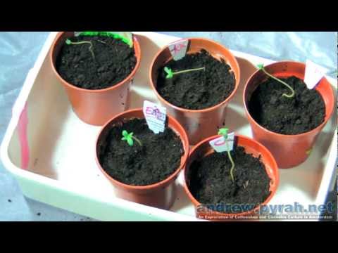 how to replant my weed plant