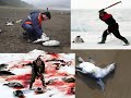 Matanza de animales