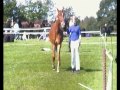 Gaia And I Big Horseday ( Store hestedag)