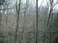 videos de Tex's last hunt before Illinois shotgun season in a new spot